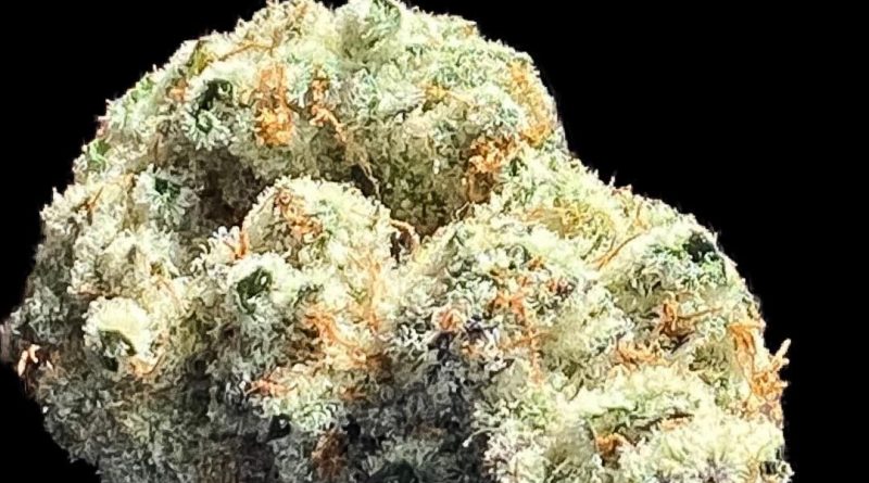 frost factory by rockin t cultivation strain review by okcannacritic