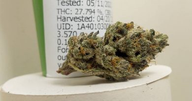funnel cake by eastwood gardens strain review by pdxstoneman