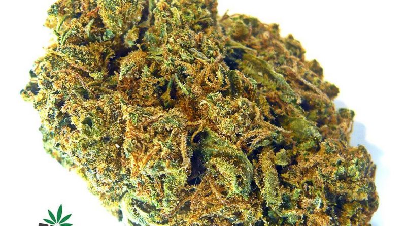 girl scout cookies by green star growing strain review by eugene.dispensaries