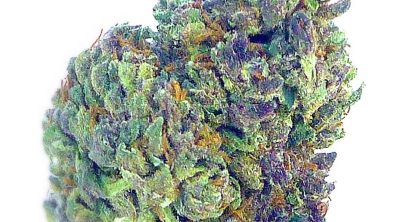 grape ape from flowr of lyfe strain review by eugene.dispensariesgrape ape from flowr of lyfe strain review by eugene.dispensaries