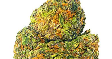 jager by porta farms strain review by eugene.dispensaries