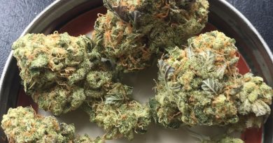 lilac cookies bx2 by ethos genetics strain review by jean_roulin_420 2