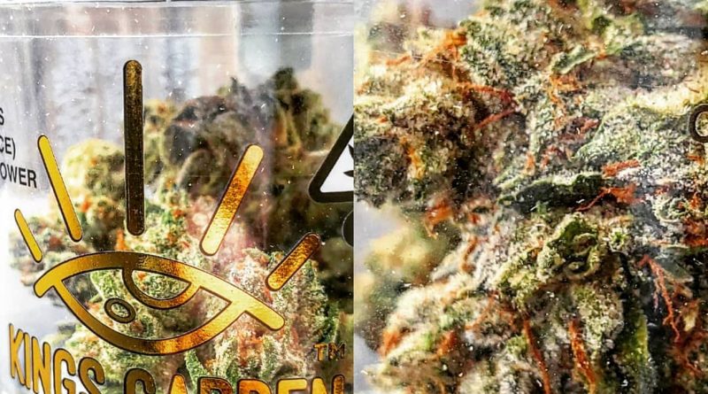 martian candy by kings garden strain review by herbtwist