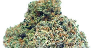 master kush by bend bud company strain review by eugene.dispensaries