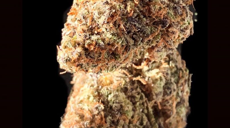 peyote critical by therapo cultivation strain review by okcannacritic