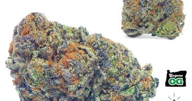 platinum animal cookies by phyre strain review by eugene.dispensaries