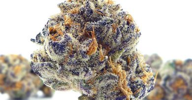 poison fruit by urban canna strain review by eugene.dispensaries