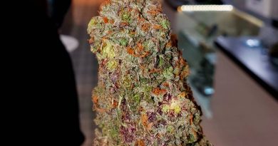 purple cadillac from the roots dispensary strain review by hall.of.flamez