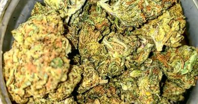 sherblato by flavour chasers strain review by herbtwist