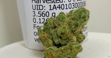 triangle kush tangie by resin ranchers strain review by pdxstoneman