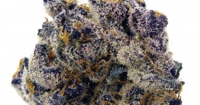 tropicana cookies by deschutes growery strain review by eugene.dispensaries