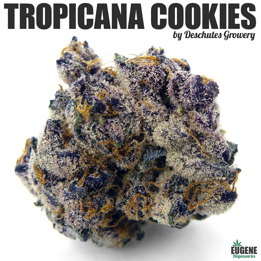 strain-review-tropicana-cookies-by-deschutes-growery-the-highest-critic