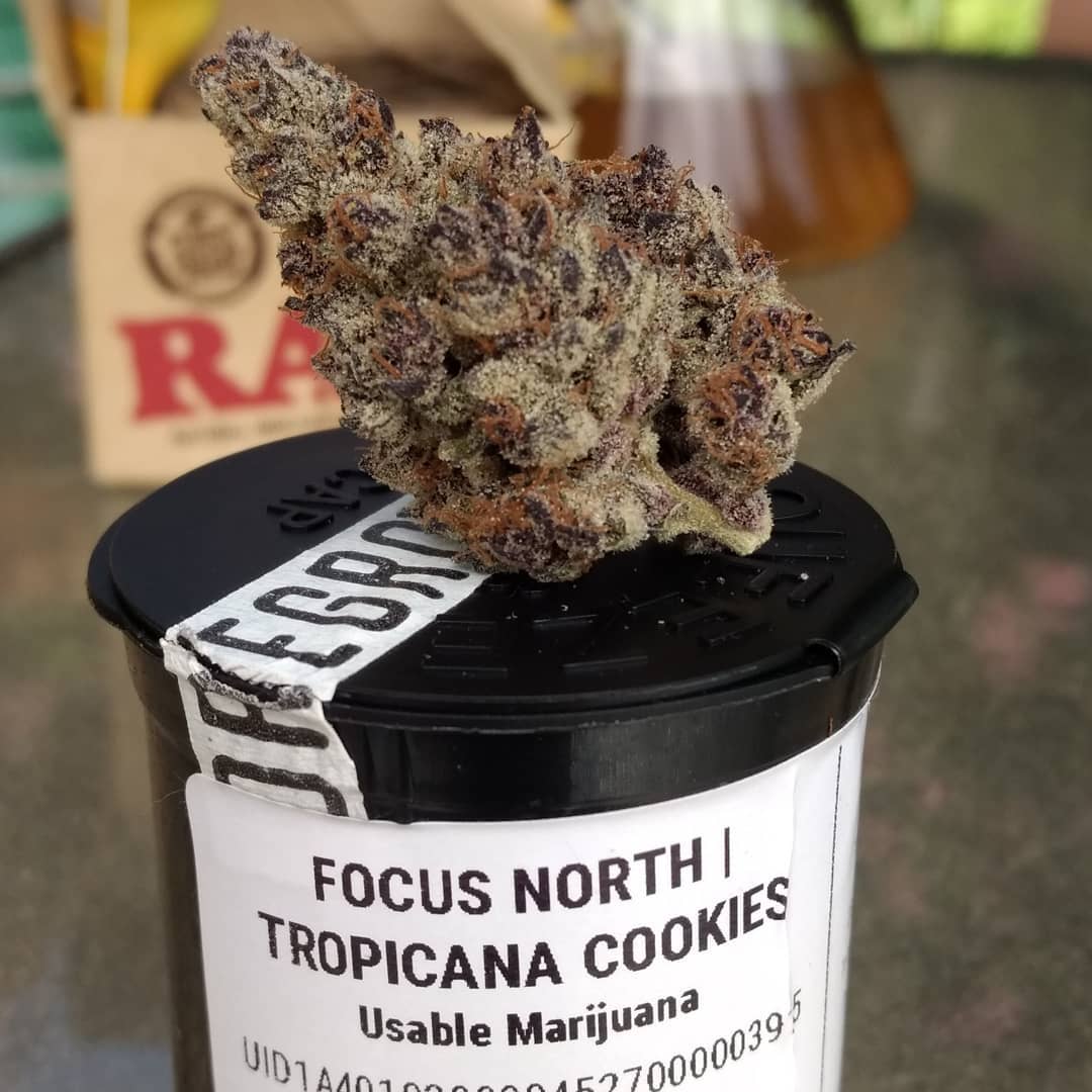 Strain Review: Tropicanna Cookies by Focus North Gardens - The Highest