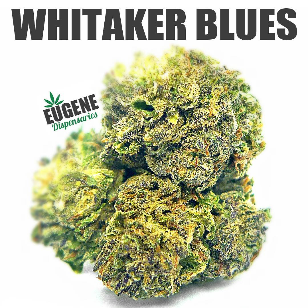 Strain Review: Whitaker Blues by oreKron - The Highest Critic