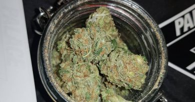 amnesia haze by soma seeds strain review by ninthtimelucky