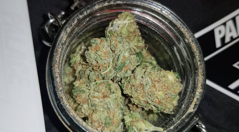 amnesia haze by soma seeds strain review by ninthtimelucky
