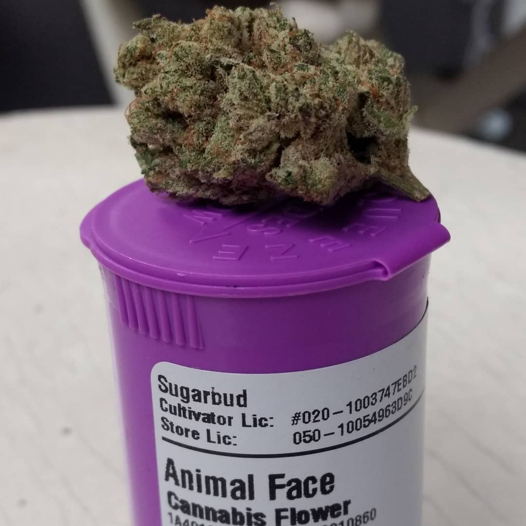 Strain Review: Animal Face by Sugarbud - The Highest Critic