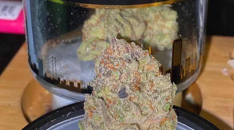 banana pie by grizzly peak strain review by trunorcal420