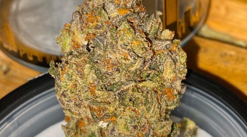 bay breath by grizzly peak strain review by trunorcal420