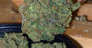 biscotti by humboldt farms strain review by trunorcal420