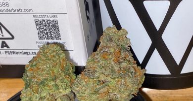 black orchid by wonderbrett strain review by trunorcal420 3