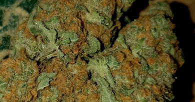 blackberry by nirvana seeds strain review by ninthtimelucky