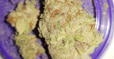 cherry punch by symbiotic genetics strain review by ninthtimelucky