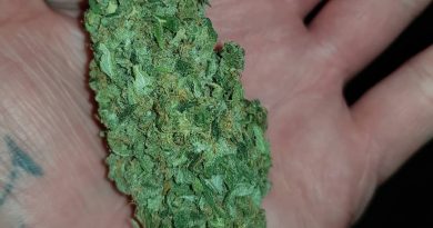 chocolope by dna genetics strain review by ninthtimelucky