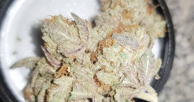 cookie dawg by big head seeds strain review by ninthtimelucky
