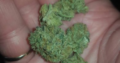cookies and cream from the backyard barcelona strain review by ninthtimelucky