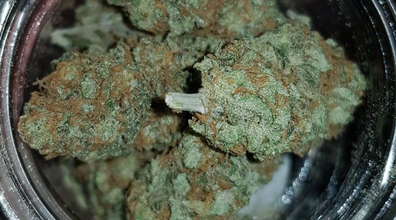 east coast stardawg by greenpoint seeds strain review by ninthtimelucky