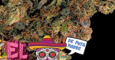 el chapo by sour genetics strain review by cannabissuer604