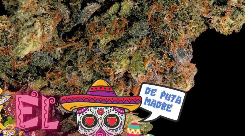 el chapo by sour genetics strain review by cannabissuer604