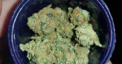 false teeth by dungeon's vault genetics strain review by ninthtimelucky