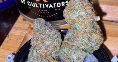 g-mints by sf cultivators strain review by trunorcal420