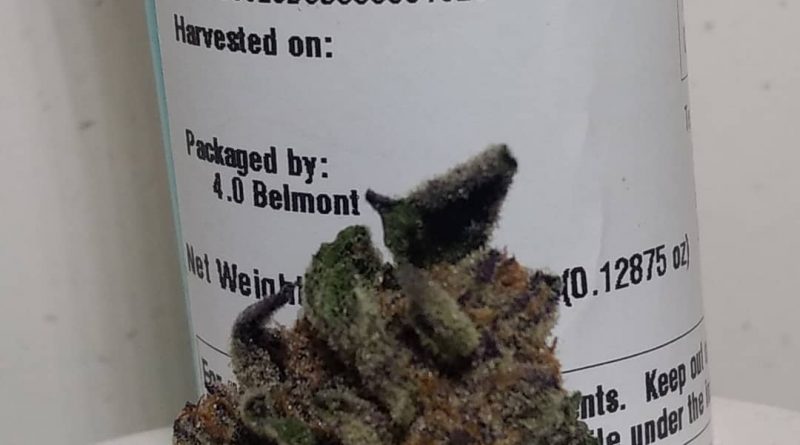 gelato cheesecake by sugarbud strain review by pdxstoneman