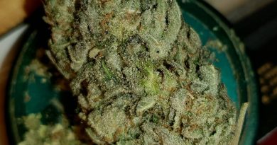glueberry og by dutch passion strain review by ninthtimelucky