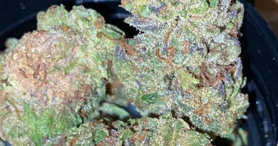 ice cream cake by elyon cannabis strain review by trunorcal420 2