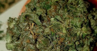jaffalato by mean beanz strain review by ninthtimelucky
