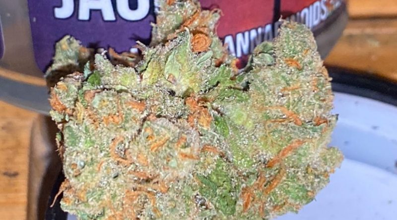 kosher jack by pearl pharma strain review by trunorcal420