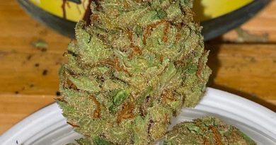 lemon skunk by pacific reserve strain review by trunorcal420 3