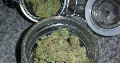 luton cheese by exodus strain review by ninthtimelucky