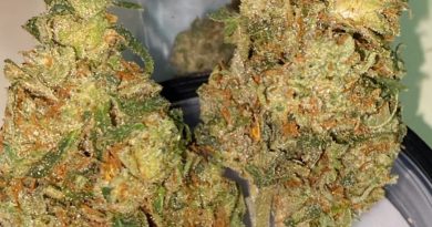 mango kush by grizzly peak strain review by trunorcal420