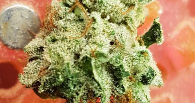 manny dawg strain review by ninthtimelucky