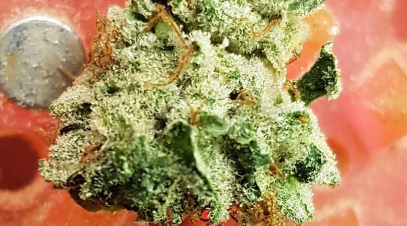 manny dawg strain review by ninthtimelucky