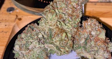 melonade by sf cultivators strain review by trunorcal420