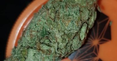 one trick pony by cannarado genetics strain review by ninthtimelucky