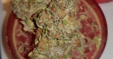 orange sherbert by barney's farm strain review by ninthtimelucky