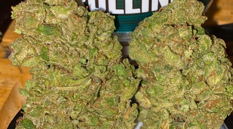 rollins by lost coast exotics strain review by trunorcal420