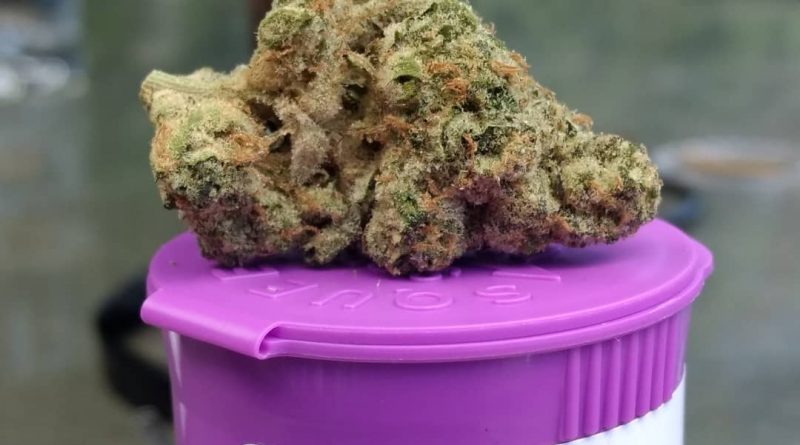 scout's honor by sugarbud strain review by pdxstoneman